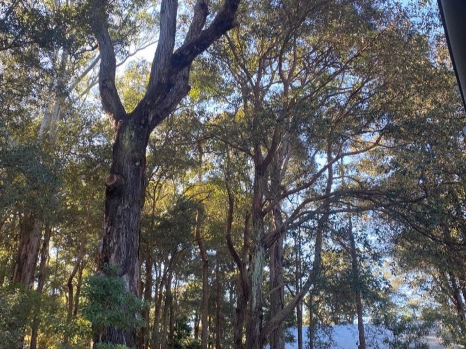 Mature trees in West Sussex parkland with a property visible in the background
